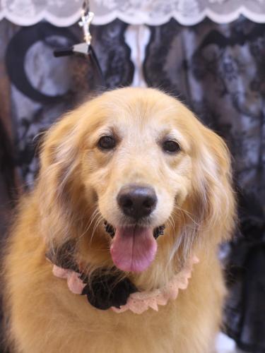 20231025ミッキーちゃん